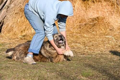 Video's van dierenmishandeling
