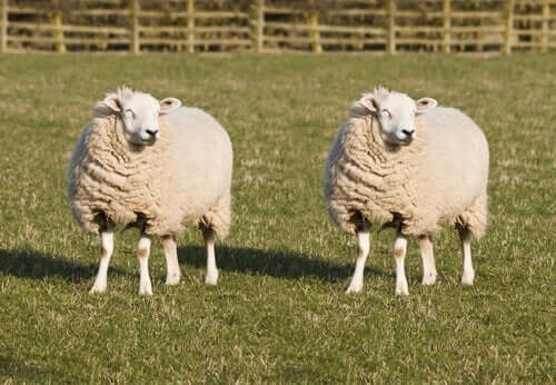 Twee schapen in de wei