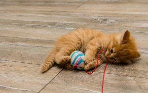 Leuke zelfgemaakte speeltjes voor katten
