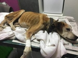 De lange reis van Vali, de in de steek gelaten hond