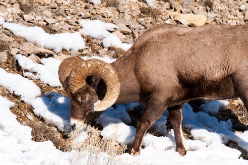berggeit in de sneeuw
