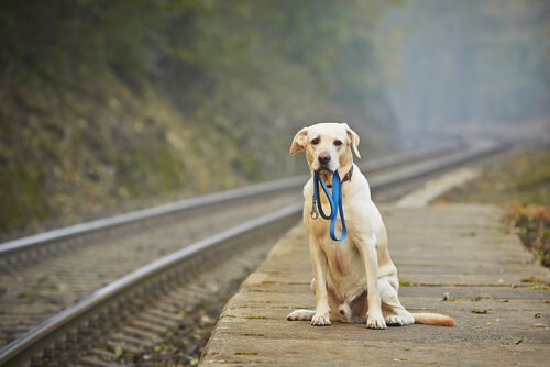 een labrador staat braaf te wachten