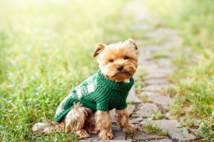 De voordelen van het hebben van een kleine hond