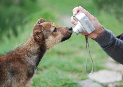 Tips om geweldige foto's van je hond te maken