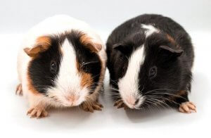 Leer enkele leuke weetjes over cavia's!