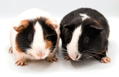 Leer enkele leuke weetjes over cavia's!
