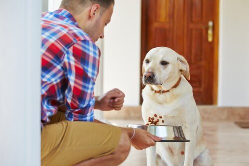 Hond wil zijn eten niet