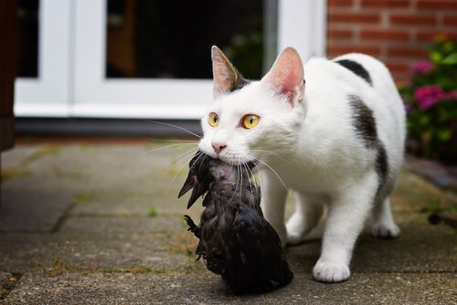 Kat met een vogel in zijn bek