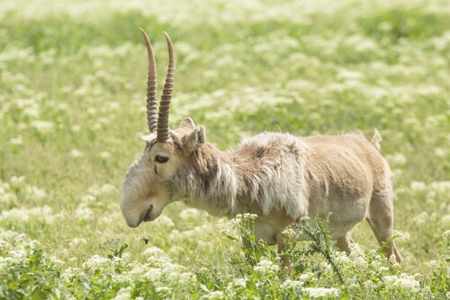 Ziek ogende antilope