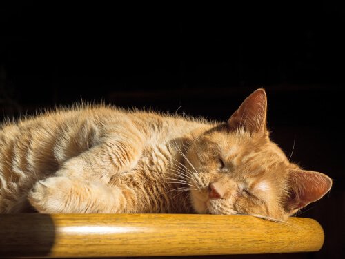 De slaapstadia van katten
