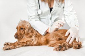 Kun je van je hond salmonella krijgen?