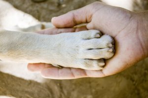 Welke hond heeft de sterkste poten?