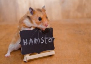 Klein maar krachtig: hoe een hamster te temmen