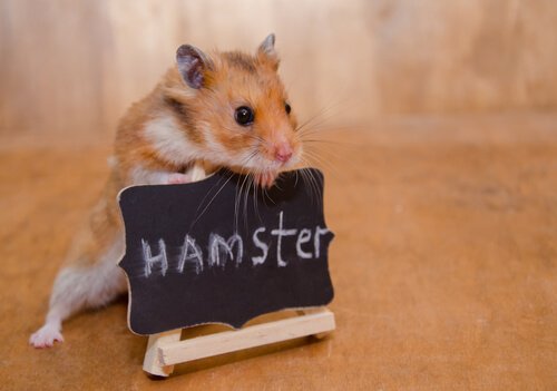 Klein maar krachtig: hoe een hamster te temmen