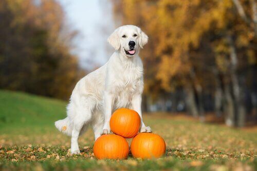 De voordelen van pompoen voor honden