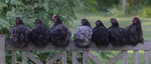 7 dingen om te weten voordat je een kippenhok gebruikt