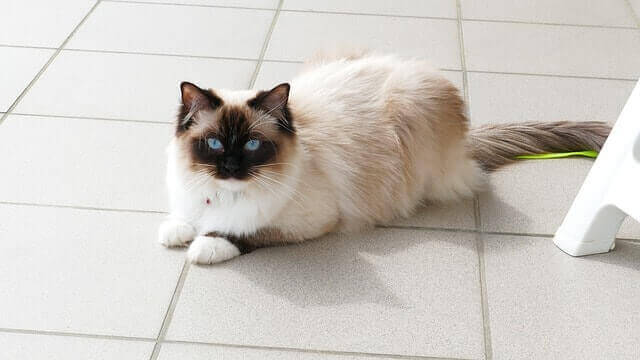 Ragdoll met blauwe ogen