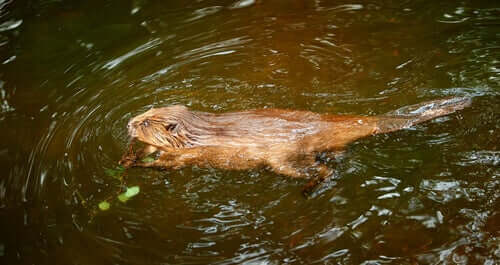 Bever in het water