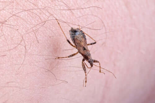 beet van de kissing bug