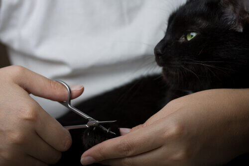 De nagels knippen van een kat