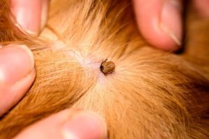Gezondheidsalarm: ziektes overgedragen door teken