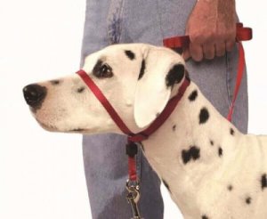 Hoe een hoofdhalsband te gebruiken