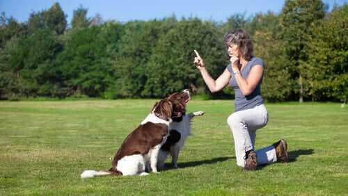Twee honden leren om te gaan zitten