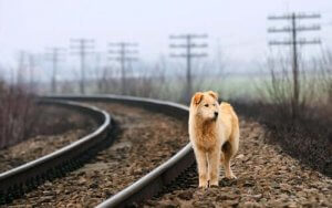 Overwegingen bij het redden van een kat of hond