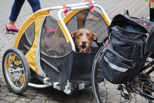Fietskar voor honden