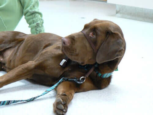 Hond ligt rustig met een hoofdhalsband om