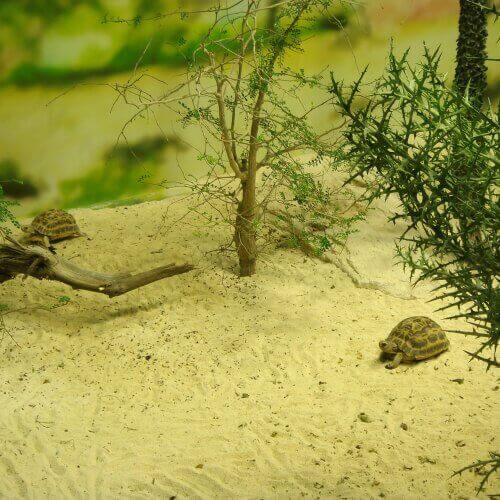 Schildpadden in een terrarium