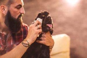 Leer hoe je de ogen van je hond schoon kunt maken