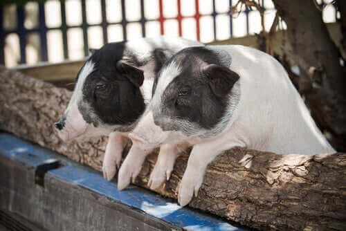 Varkens met dwerggroei