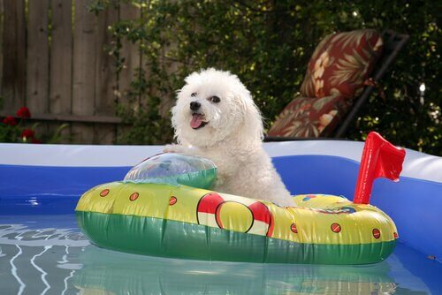 Hoe bereid je je hond voor op warm weer?