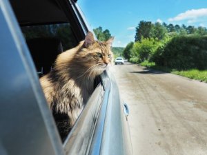 Hoe kun je je kat laten wennen aan autoritten?