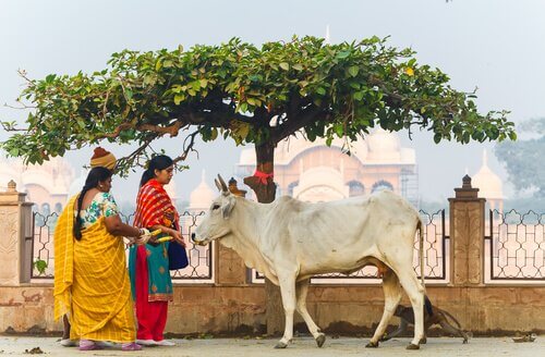 Koeien zijn heilige dieren in India