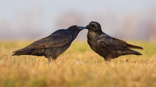 Twee kraaien in een grasveld