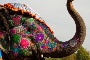 Vijf heilige dieren uit de hele wereld