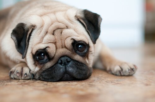 Vier tips voor de verzorging van rimpelige honden