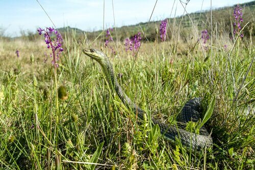 Een slang in een grasveld