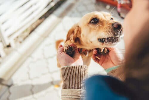 Hoe herkennen honden gezinsleden?