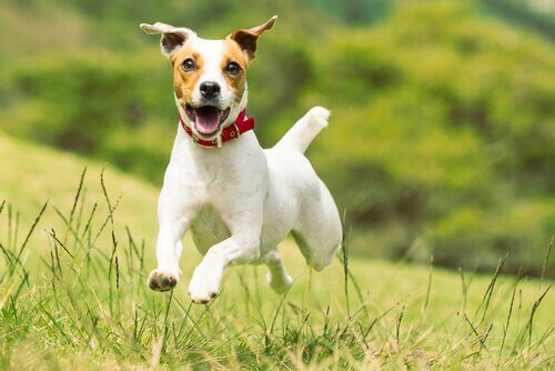 Jack russell in het gras
