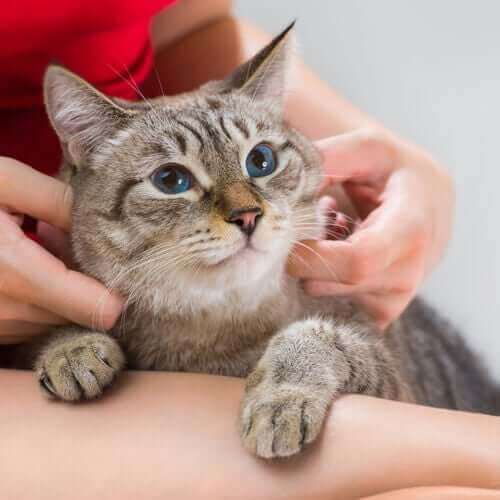 Wat zijn de tekenen van een gezonde kat?