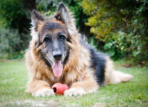 Wat onderzoek zegt over hoe honden ouder worden