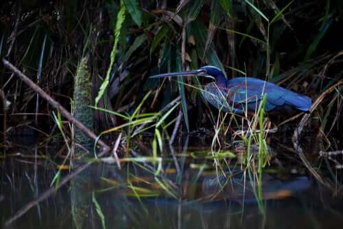 Reiger op jacht in het water