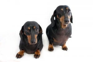 Alles over de legaliteit van transgene dieren