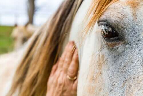 Paarden kunnen menselijke emoties interpreteren