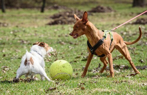 Honden door het gedrag van hun eigenaar agressief?
