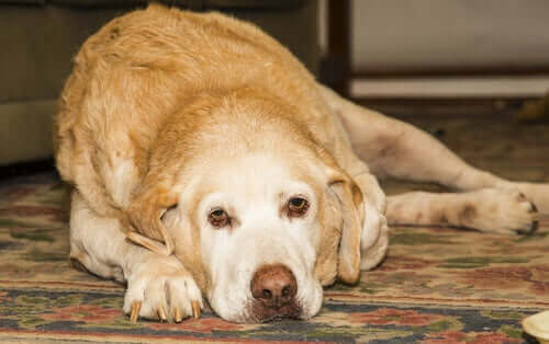 Wat je moet weten over artritis bij labradors