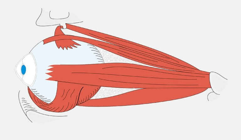 De spieren verbonden met de oogbol